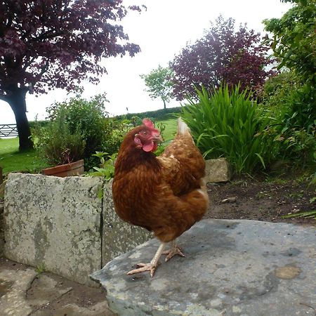 Kidwelly Farmhouse B&B Extérieur photo